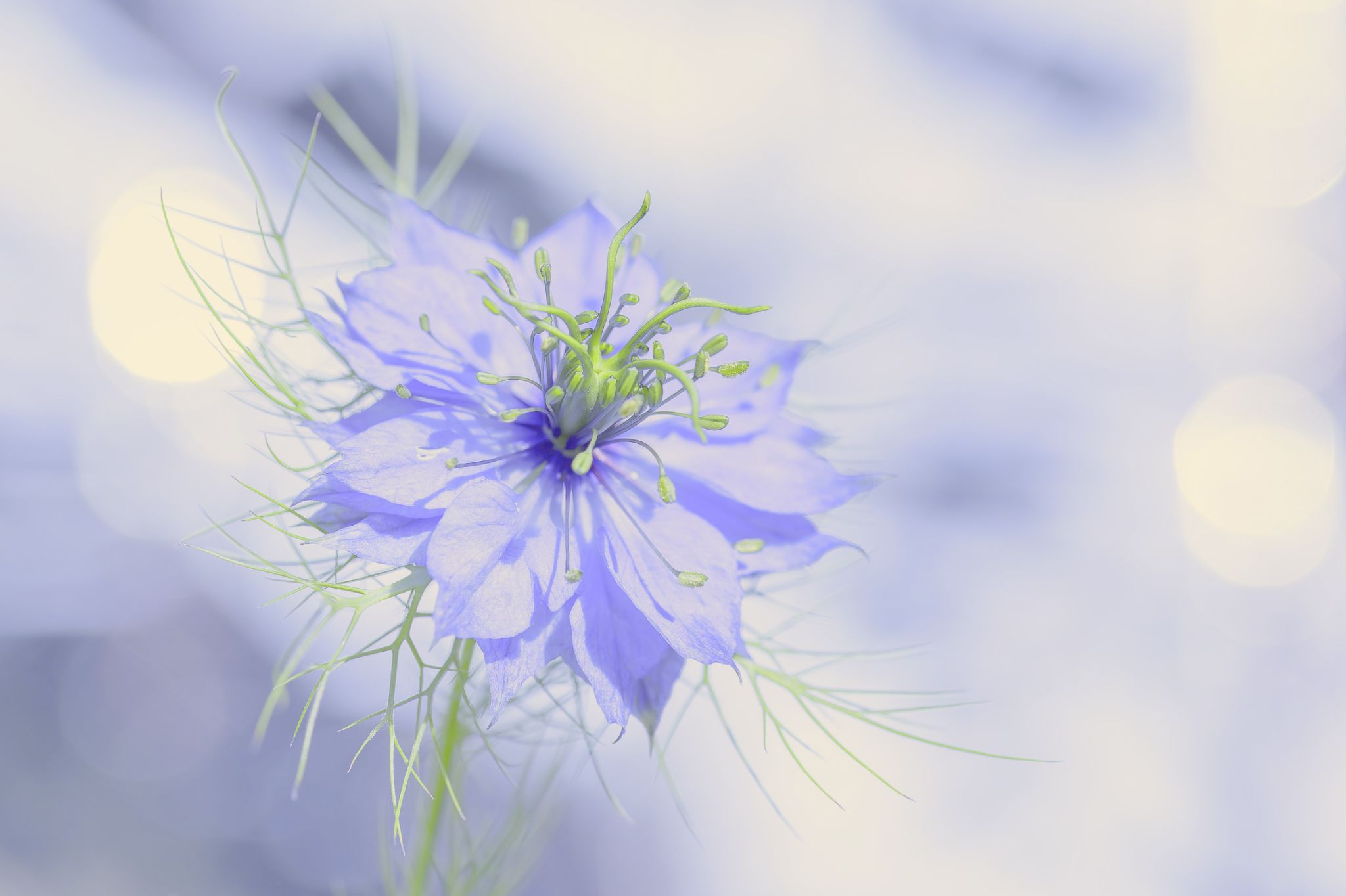 Fleur bleue DSC 5177.1